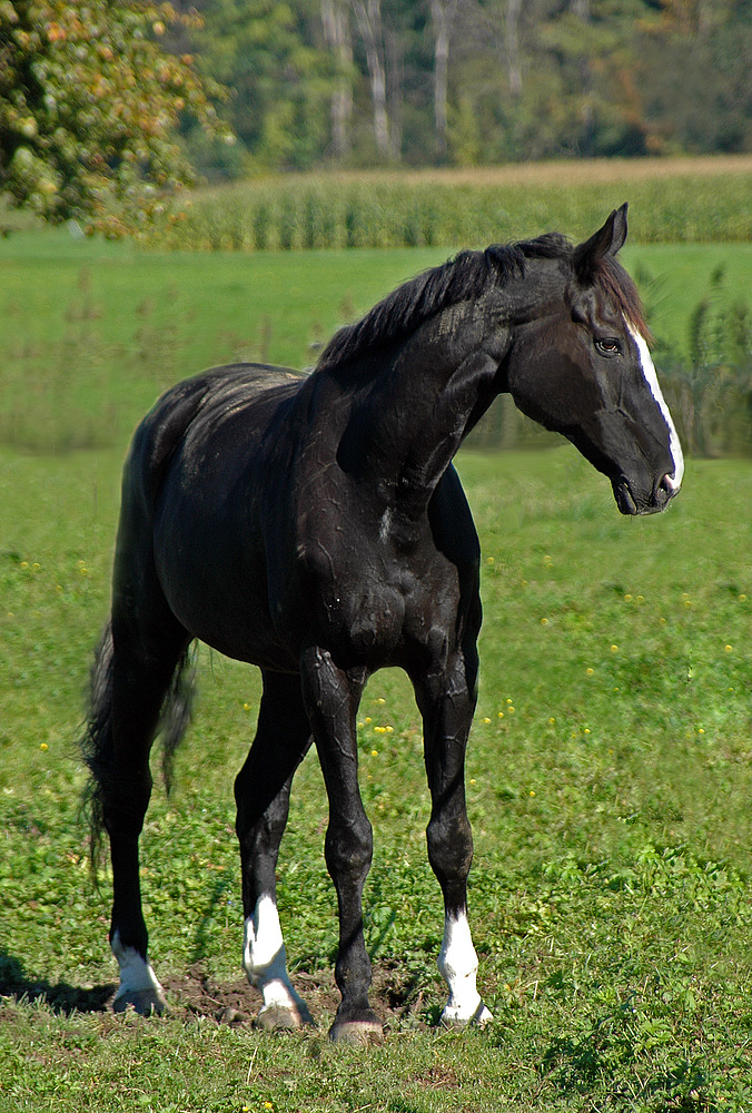 Ricoletto auf der Weide