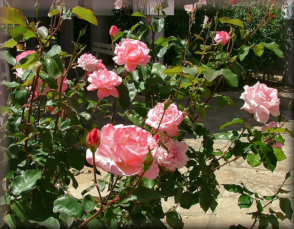 Ricordando la primavera