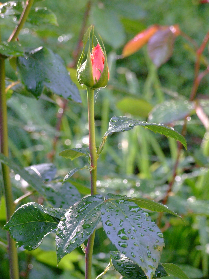 ricordi della primavera