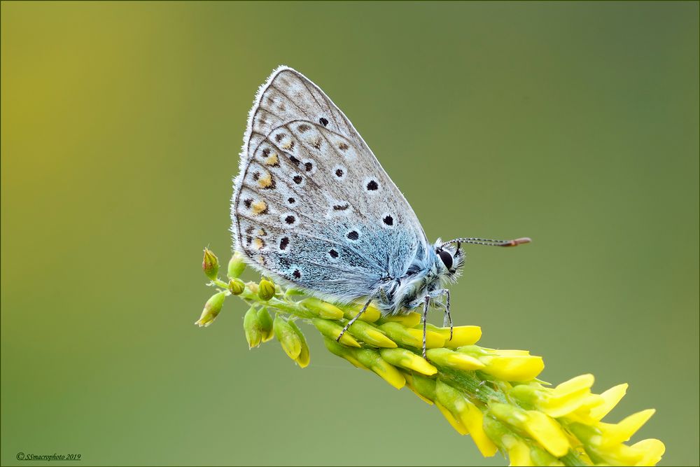 Ricordi di primavera