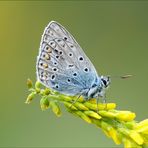 Ricordi di primavera