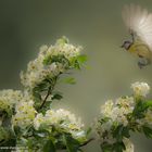 Ricordi di primavera