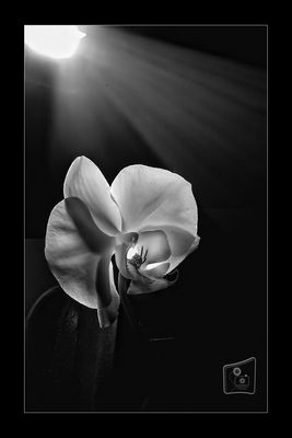 Ricordo di Elisabeth D'Amico - Finalmente un po' di luce.