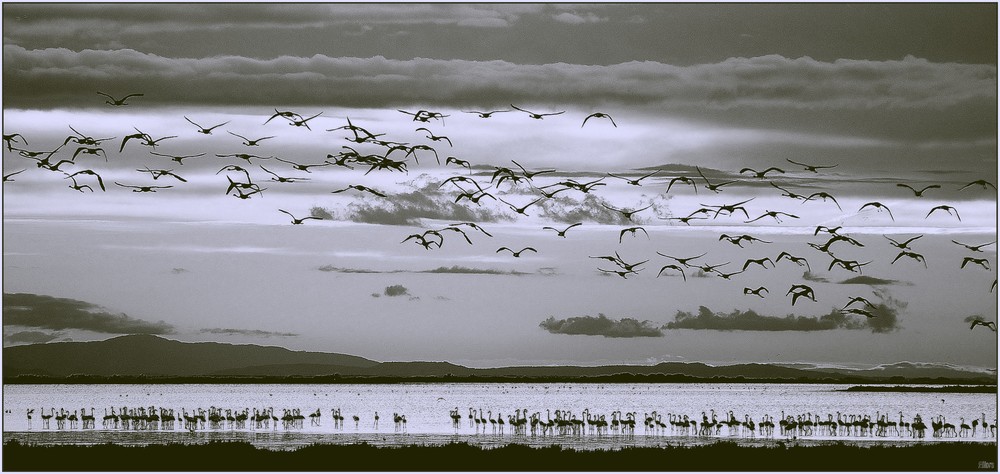 RICORDO DI ETTORE CAIO - camargue - un'alba-in-bn- 22