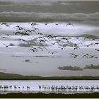 RICORDO DI ETTORE CAIO - camargue - un'alba-in-bn- 22