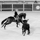 RICORDO DI ETTORE CAIO -forza-toro- 5