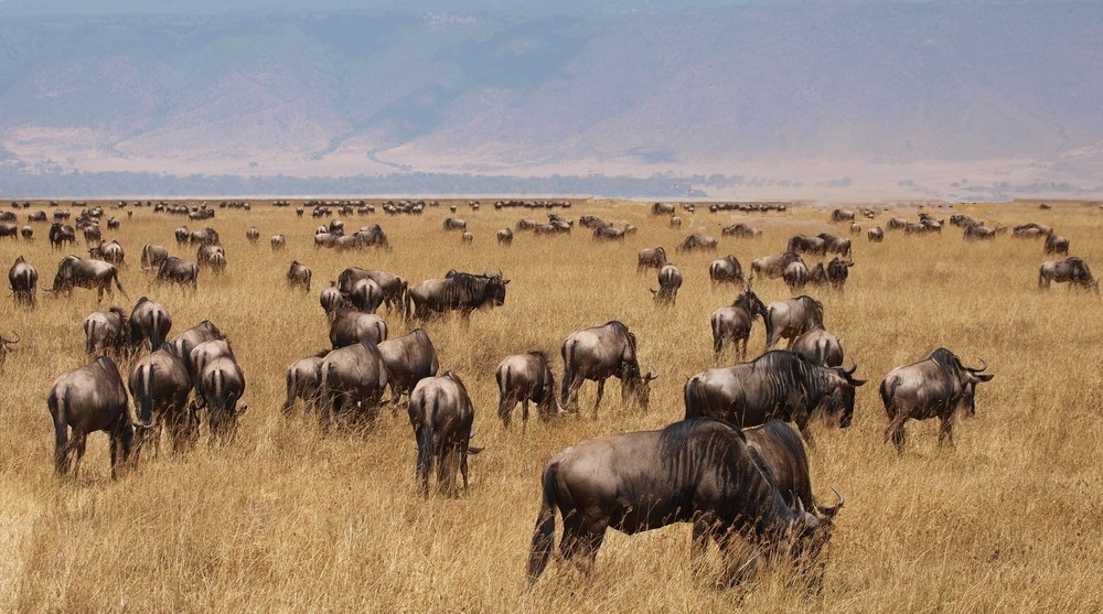 RICORDO DI ETTORE CAIO -gnu-al-pascolo - 18