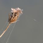 Ricordo di Maria Grazia Nustri - 10.