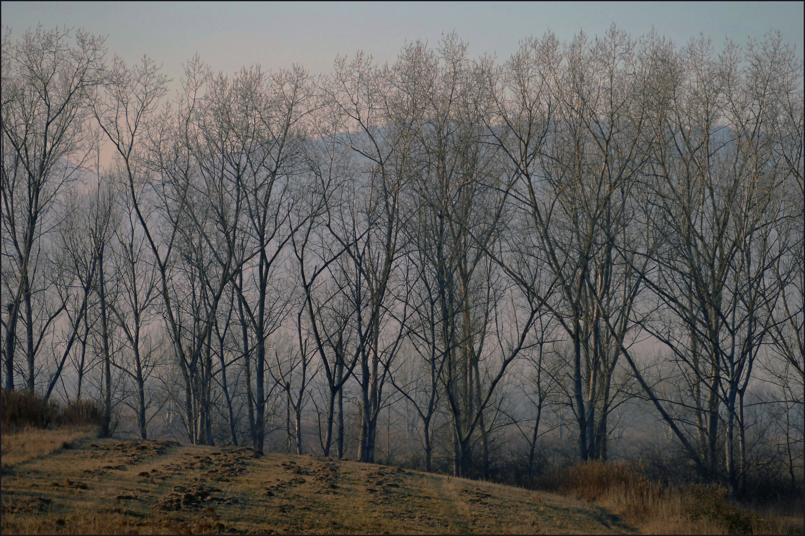 rideau d arbres  et voile de brume ....