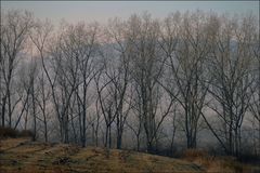 rideau d arbres  et voile de brume ....