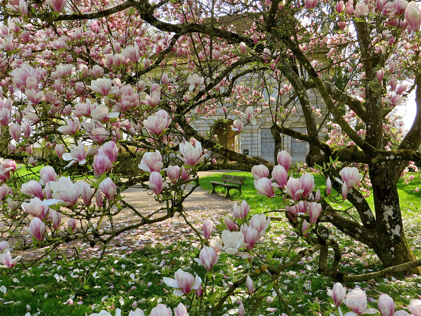 ...rideau de fleurs de magnolia !!!..