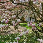 ...rideau de fleurs de magnolia !!!..