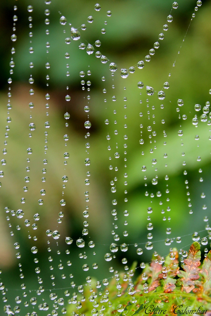 Rideau de pluie