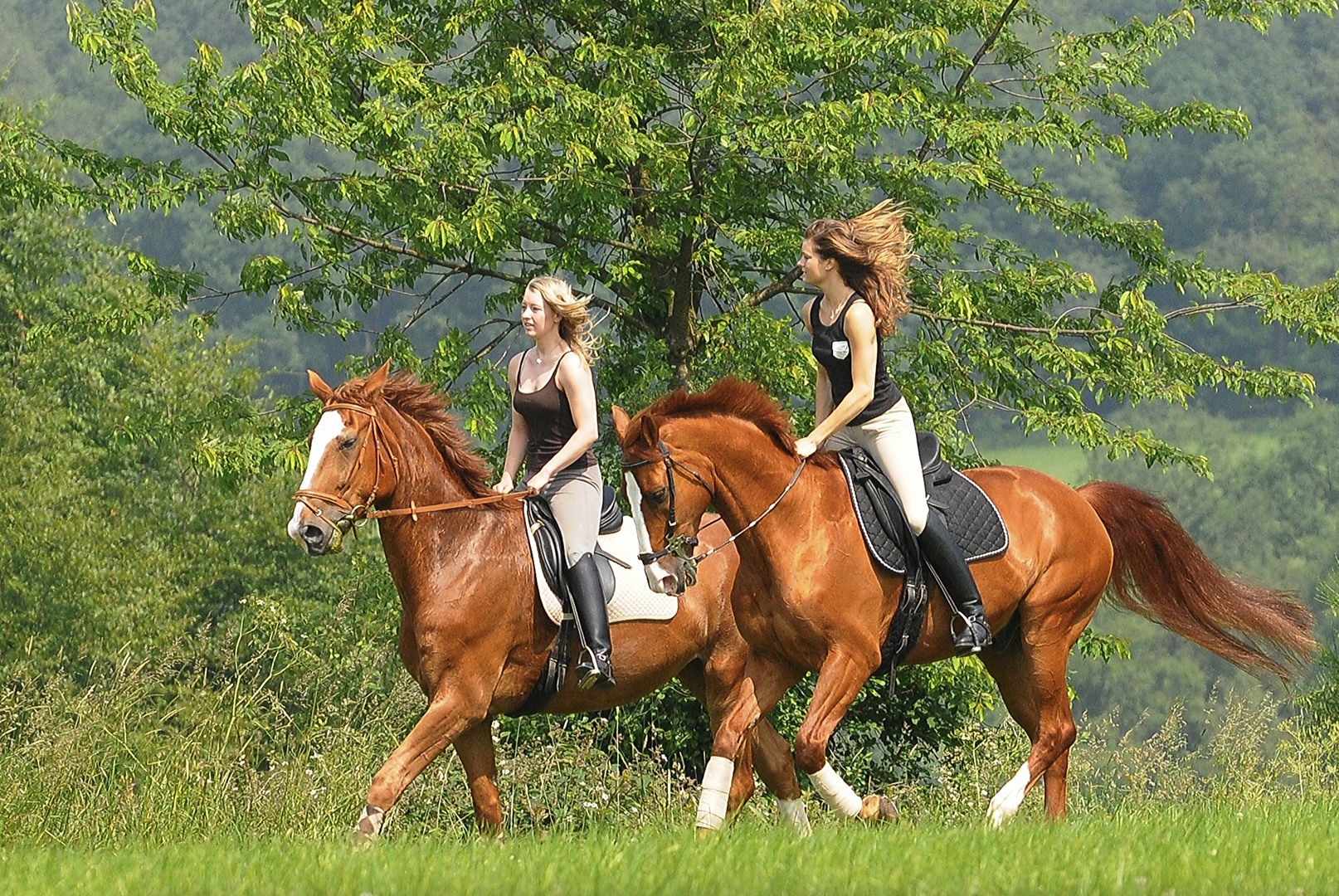 rider and horses in springtime