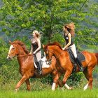 rider and horses in springtime