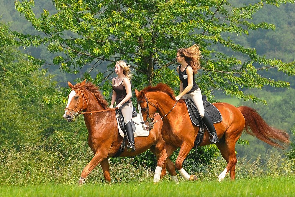 rider and horses in springtime