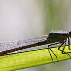 Rider on the blade of grass