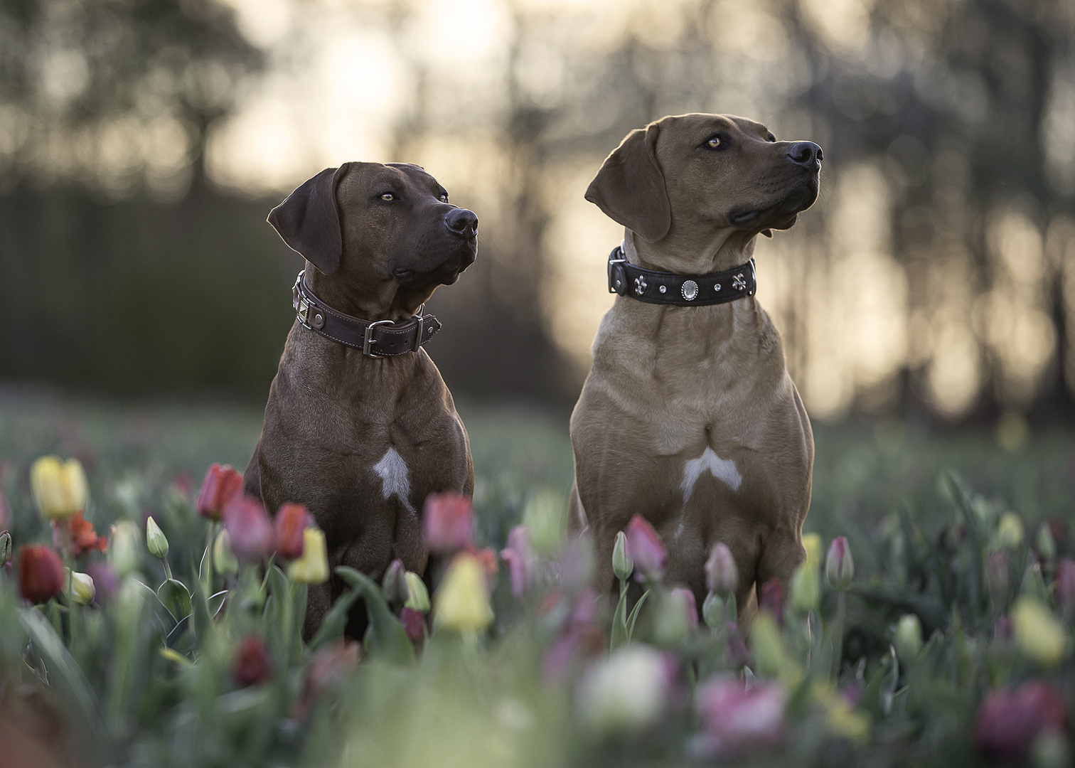 Ridgeback