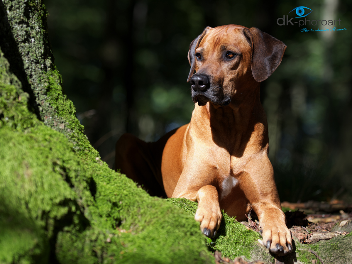 Ridgeback 2