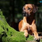 Ridgeback 2