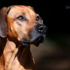 Ridgeback