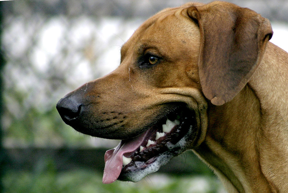 Ridgeback