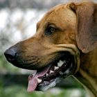 Ridgeback