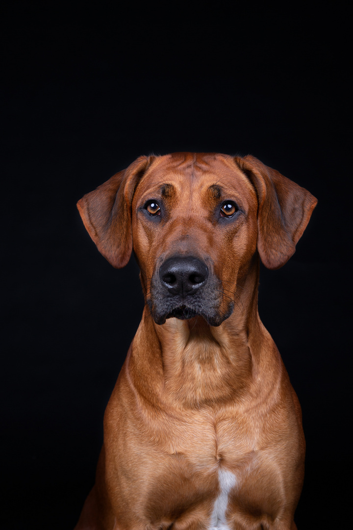 Ridgeback