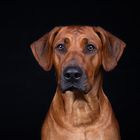 Ridgeback