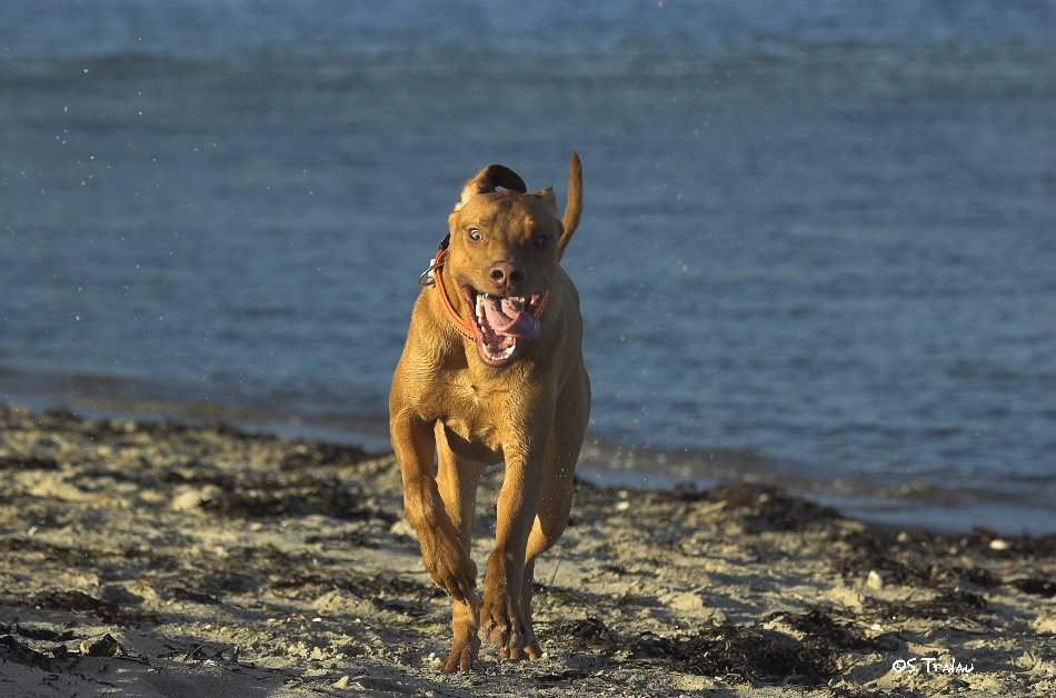 Ridgeback action pur