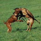 Ridgeback Attack!!!