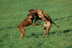 Ridgeback Attack!!!