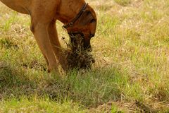 ridgeback auf mäuse jagt 2