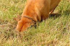 ridgeback auf mäuse jagt 3