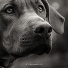 Ridgeback Baloo