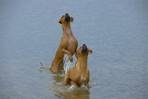 Ridgeback Bashira und Ashanti im Anflug auf die Beute