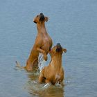 Ridgeback Bashira und Ashanti im Anflug auf die Beute