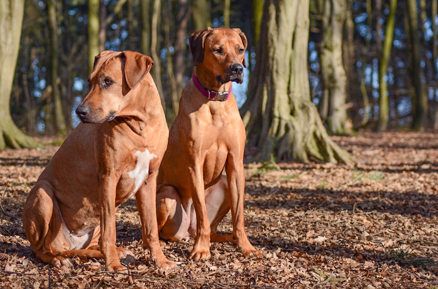 Ridgeback