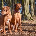 Ridgeback