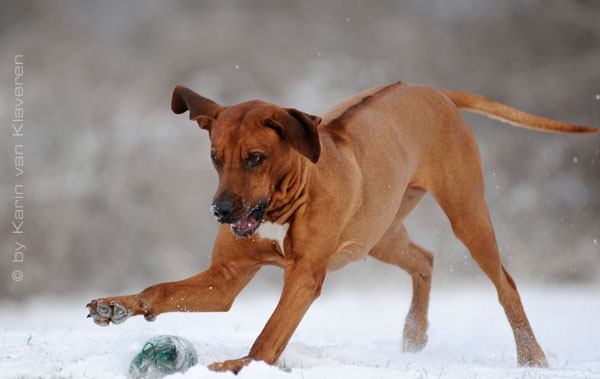 Ridgeback beim Dummyhockey :-)