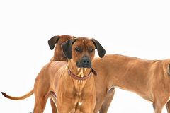 ridgeback