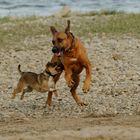 Ridgeback fällt kleinen hund an