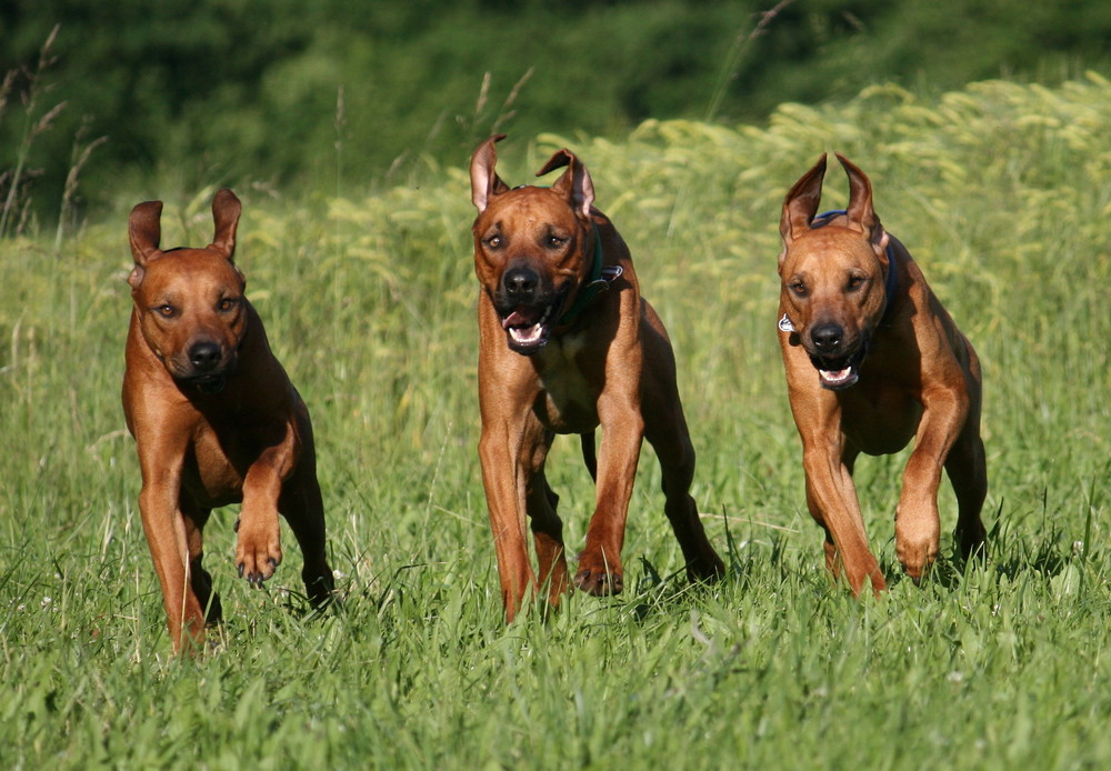 Ridgeback-Family-Power