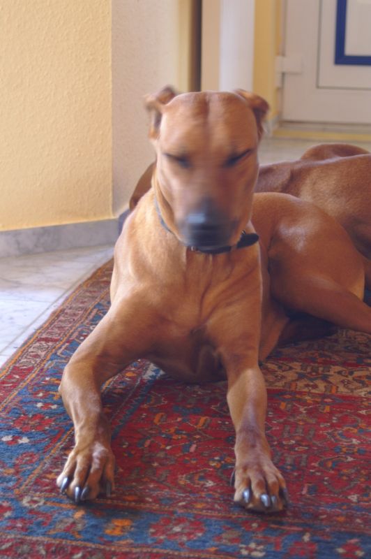 Ridgeback: funny effect