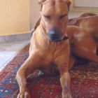 Ridgeback: funny effect