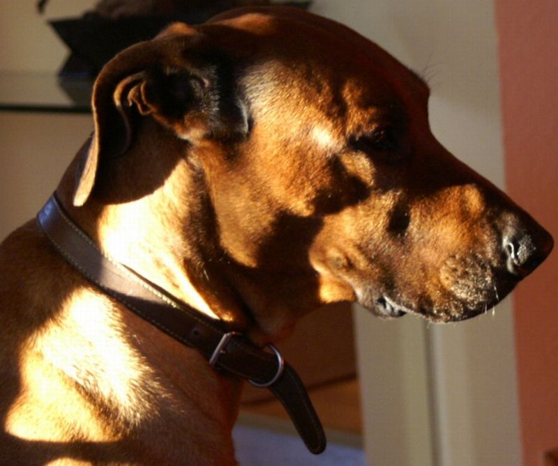 ridgeback hunde