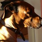 ridgeback hunde