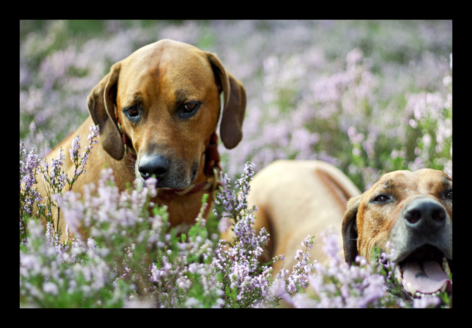 Ridgeback im Erikafeld