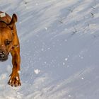 Ridgeback im Schnee