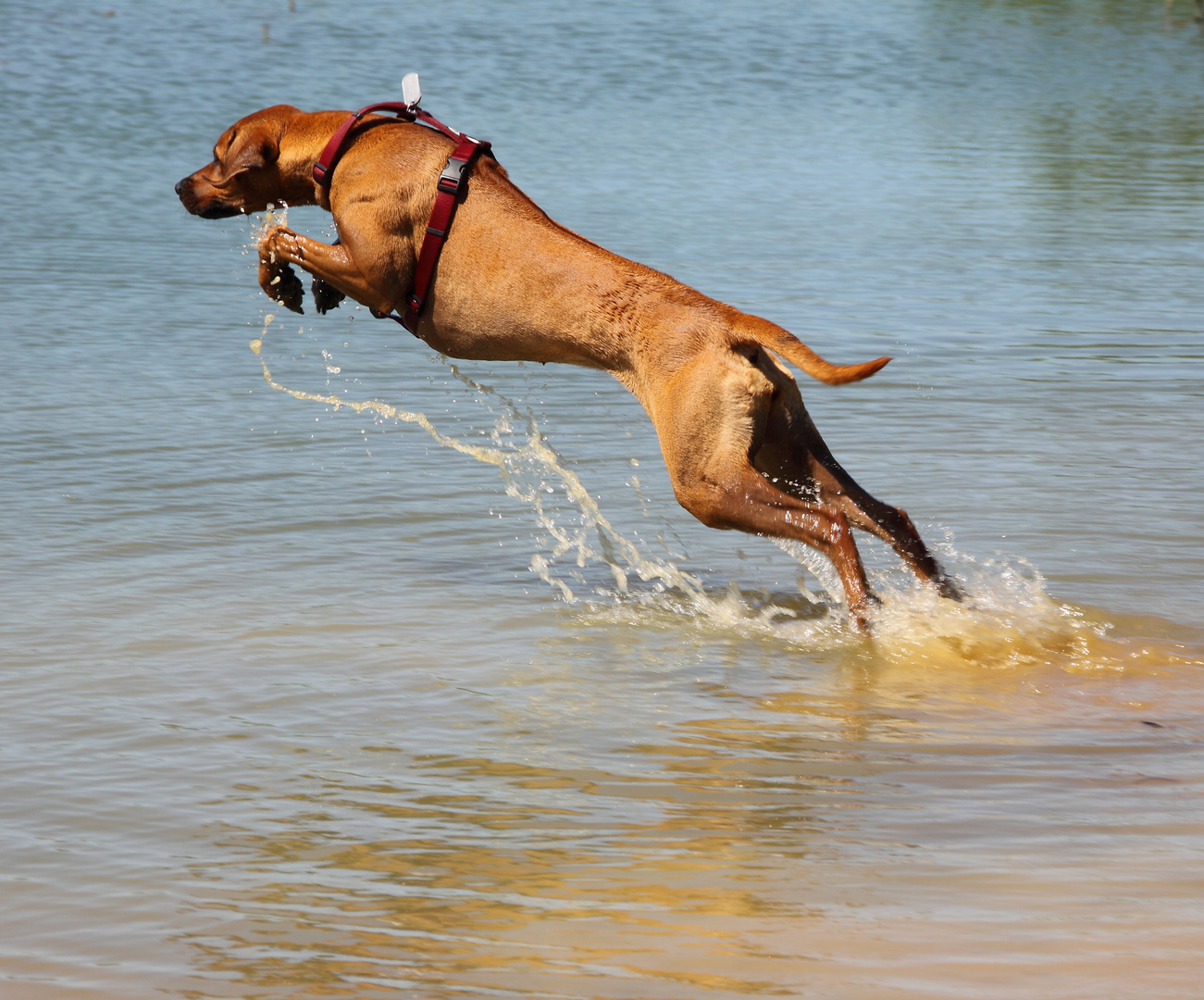 Ridgeback im Sprung